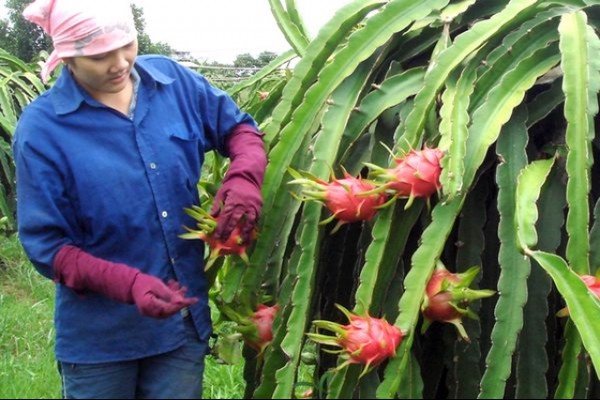 export of red flesh dragon fruit to japan will begin shortly