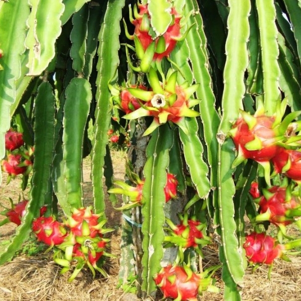 japanese prime minister agrees to import vietnamese red flesh dragon fruit